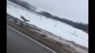Running Deer Trips and keeps running on Side of Highway