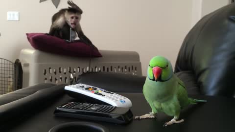 Monkey Has Mind Blown By Talking Parrot