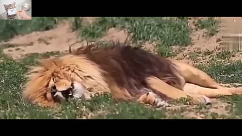 The last moments of the life of a lion