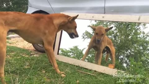 Dogs are scared seeing themselves in the mirror