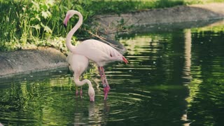 White Flamingo Couple Bond In Lake
