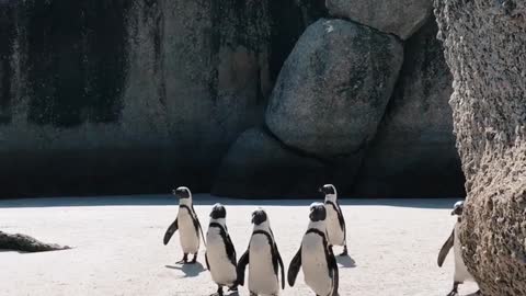 Walking Penguins