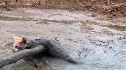 Rescue the kitten trapped in the mud