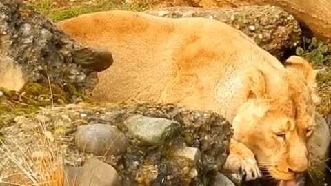 lion drinking water in village / animal video must watch