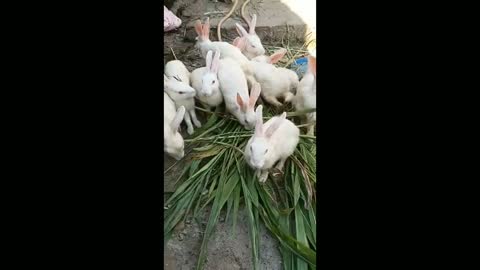 Rabbits Funny Video