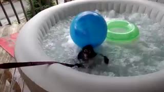 Spider Monkey enjoys relaxing jacuzzi