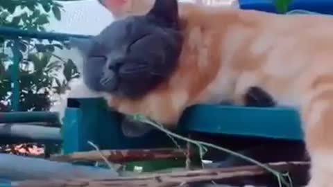 True love between the two of them cat funny video