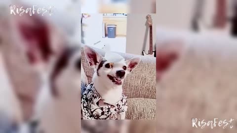 😎VIDEOS GRACIOSOS DE PERROS Y GATOS 😹 Si Te Ríes Pierdes