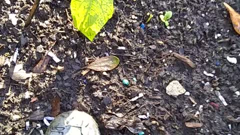 Beans, peas, lettuce, marigolds, carrots, sunflowers and cucumbers oh my...