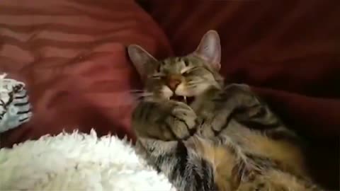 Video shows Cat sleeping peacefully in a cute way