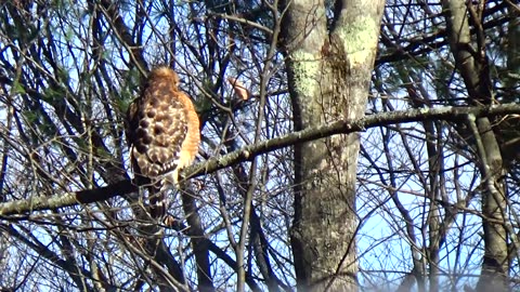 Red-shouldered hawk