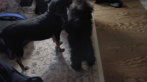 Iki & Poky Pup Playing With A Toy