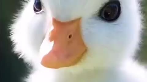 Cute little funny duck! Ducks video to make you smile