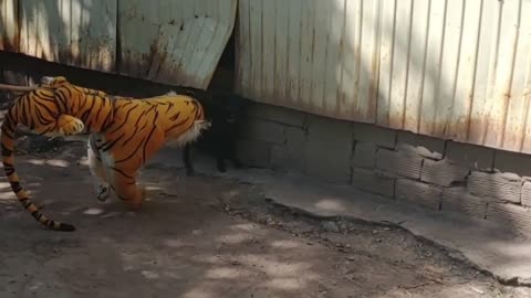 The dog started screaming like crazy in fear when he saw the fake tiger