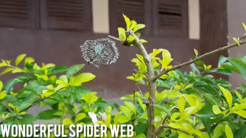 Excellent spider web