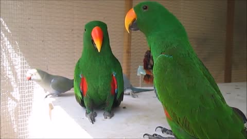 talking (singing) funny parrots and birds.