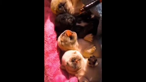 Cute dog - feeding the little puppies