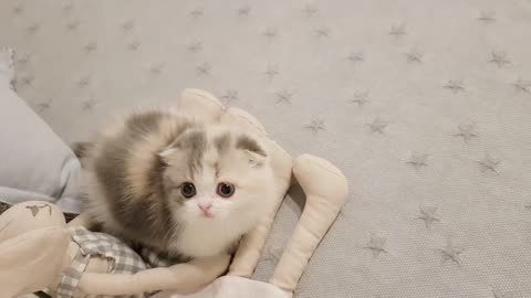 cute kitten videos short leg cat- KimsKennelUS1