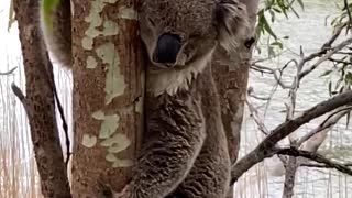 Koala Cools off on Hot Summer Day