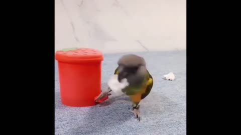 Funny Parrots Videos / cute moment of the BIRDS in 2021