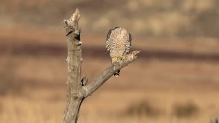 Raptors of San Jacinto Wildlife Area