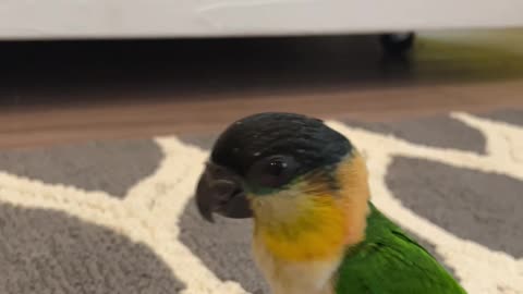 Caique parrot gets nervous when he is around a green bean