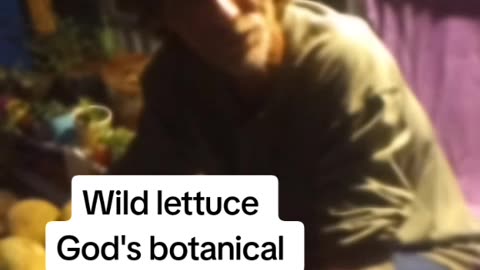 Wild lettuce God's botanical blend for pain