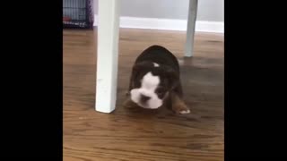 baby dog ​​is hiding under the chair