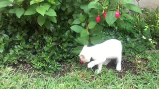 A beautiful cat play game with a plant