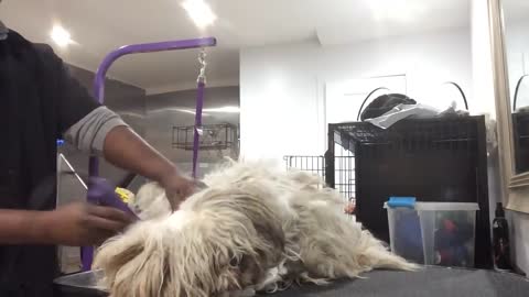 Dog Grooming A Scared