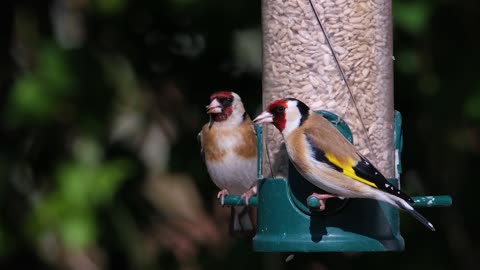 4k video goldfinch ( ulra HD)
