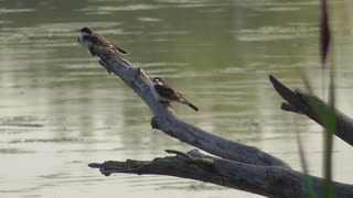251 Toussaint Wildlife - Oak Harbor Ohio - More Amazing Fun Chimney Swifts