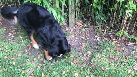 How Gordon Plays Frisbee