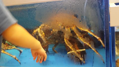 Epic fight between lobster and king crab