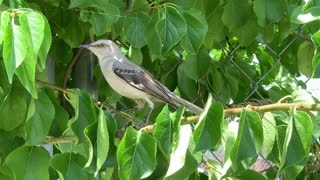 A talkative Mockingbird in Dumbo Brooklyn.... very vocal lol