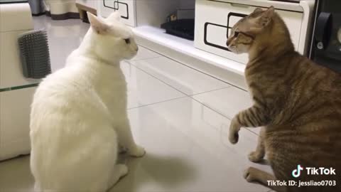 Cats talking. These cats can talk better English than human beings.