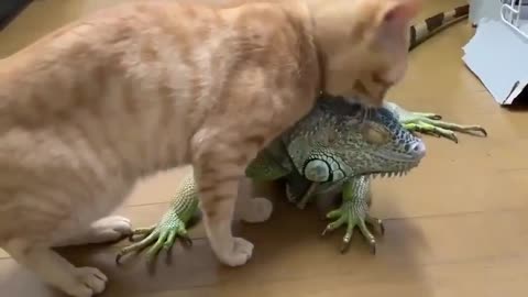 Funny cat play with chameleon