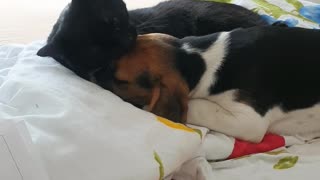 Cat loving Beagle