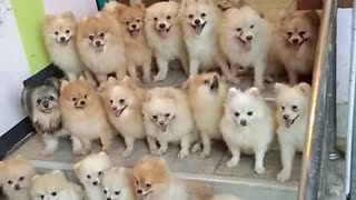 Smart Dog Pack Sitting Together