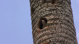 Red-Bellied Woodpeckers in a nest
