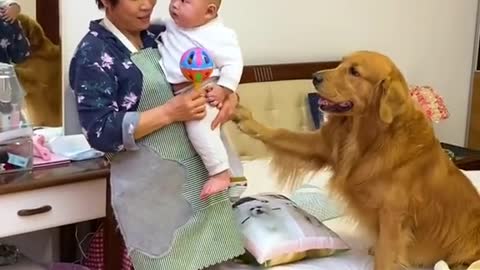 The dog takes care of the little owner and finally knows to find someone to help