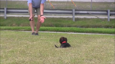 Dog Training... Video