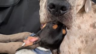 Small dog sticks her head inside big dog's mouth