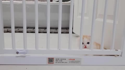 A Funny Little Kitten Don’t Want Living Lonely