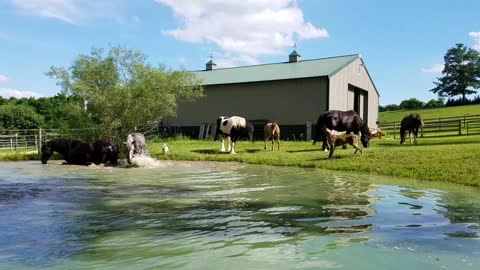 Horses having fun cooling off in pond