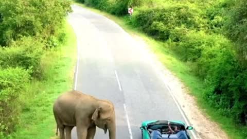 Wild elephant greets drivers on the road in Sri Lanka
