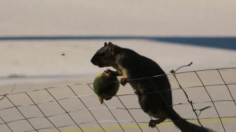 My Pear Eating Squirrel