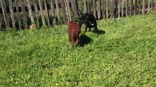 Rescue Dog and Pig Playing Together