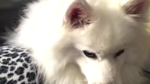 Kitten plays with white dog and falls off couch