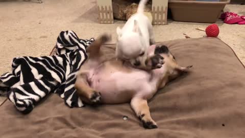 Bulldog attacks tiny chihuahua! play fight